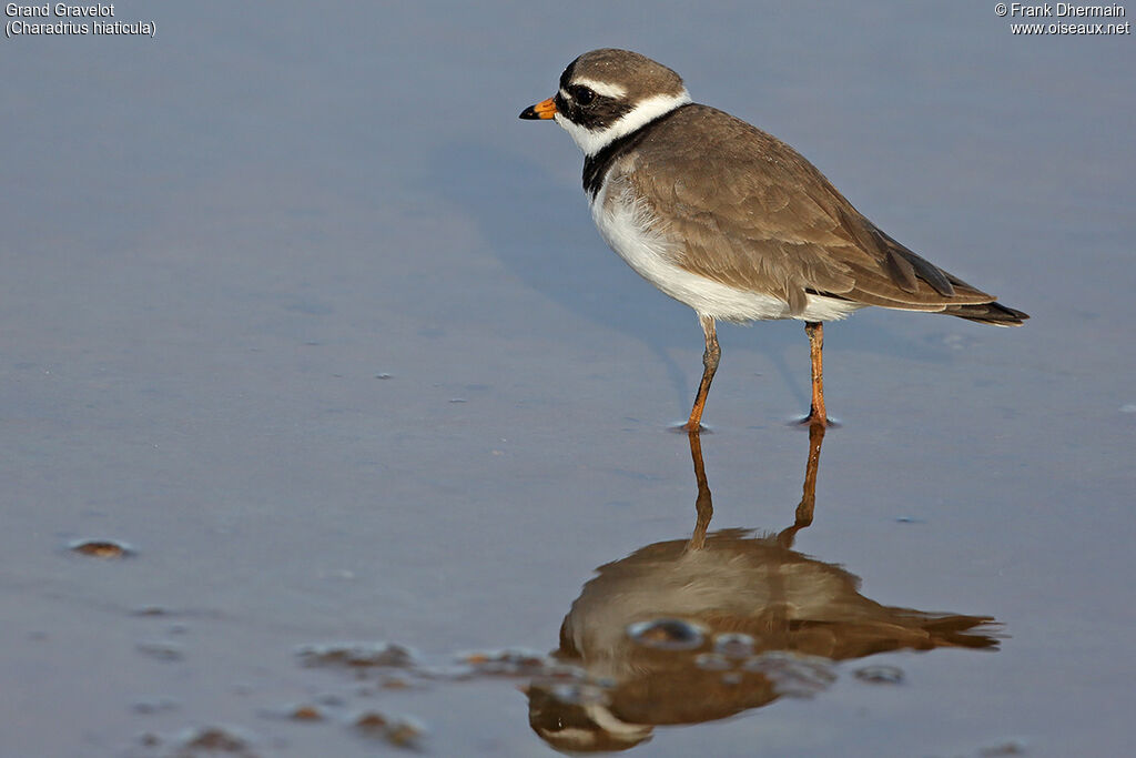 Common Ringed Plover male adult breeding, identification