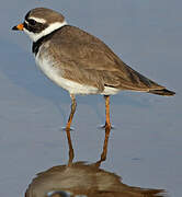 Common Ringed Plover