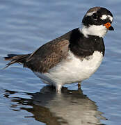 Common Ringed Plover