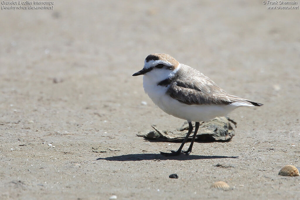 Kentish Plover male adult, identification