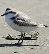 Kentish Plover