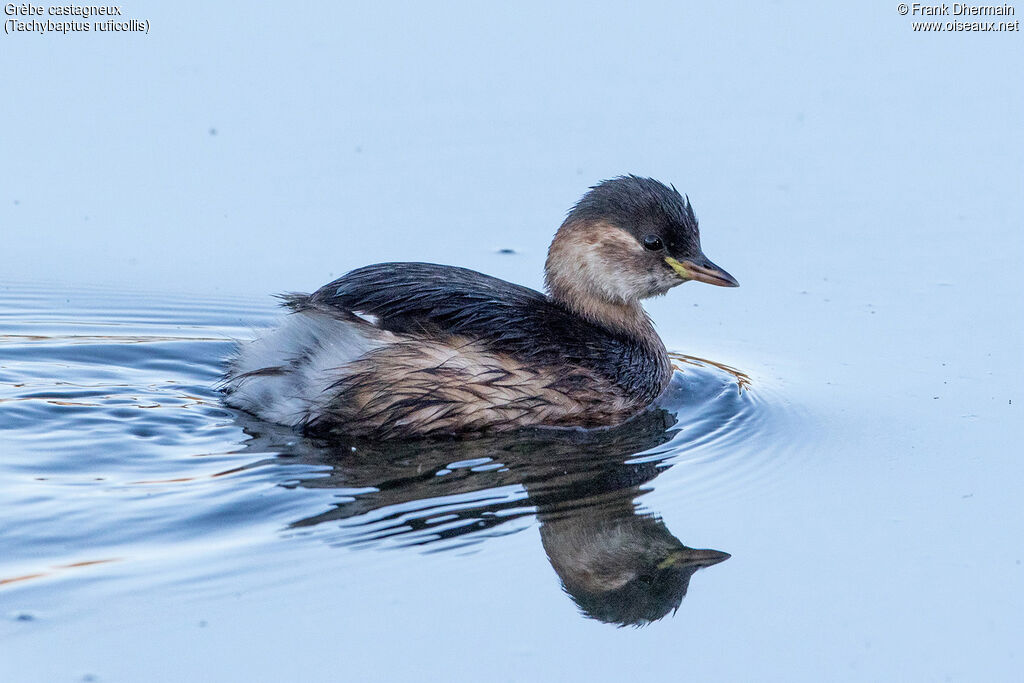 Little Grebeadult post breeding, swimming