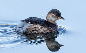 Little Grebe