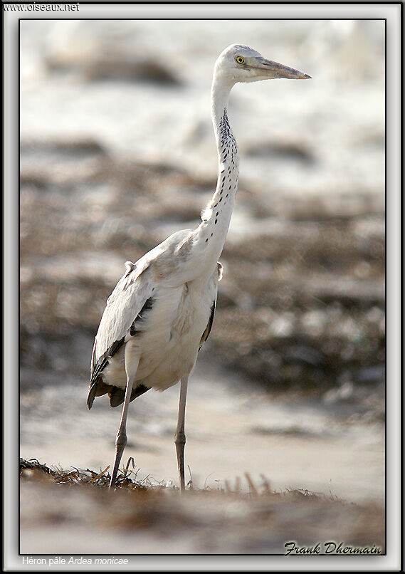 Grey Heron (monicae)