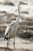 Grey Heron (monicae)