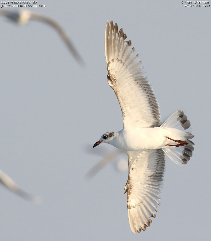 Mouette mélanocéphale1ère année, Vol