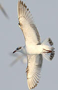 Mouette mélanocéphale