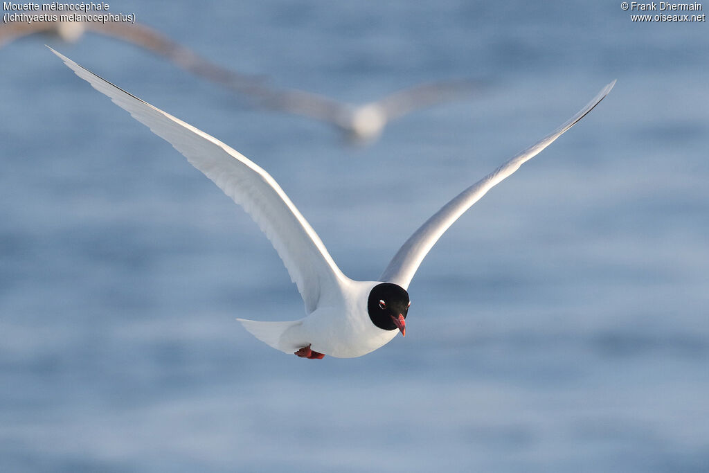 Mouette mélanocéphaleadulte, Vol