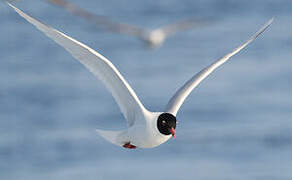 Mediterranean Gull