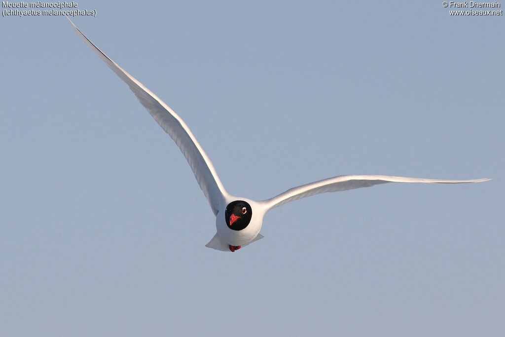 Mouette mélanocéphale