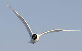 Mediterranean Gull