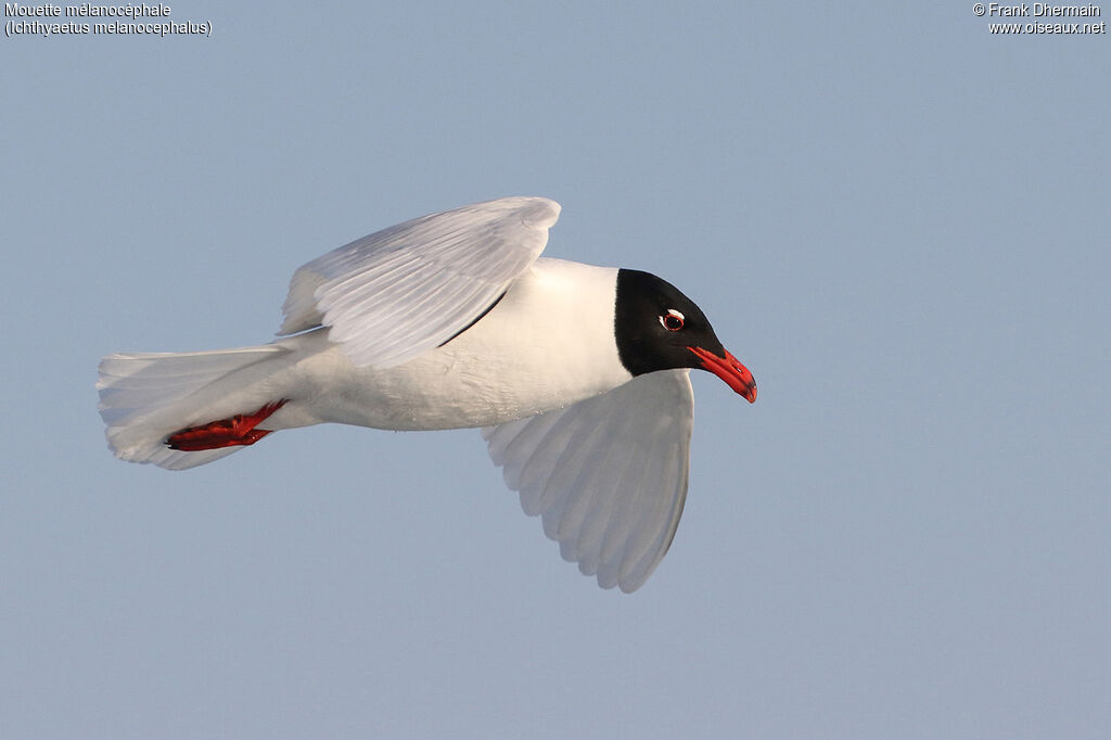 Mediterranean Gulladult, Flight