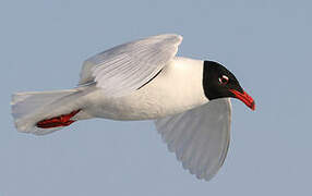 Mediterranean Gull