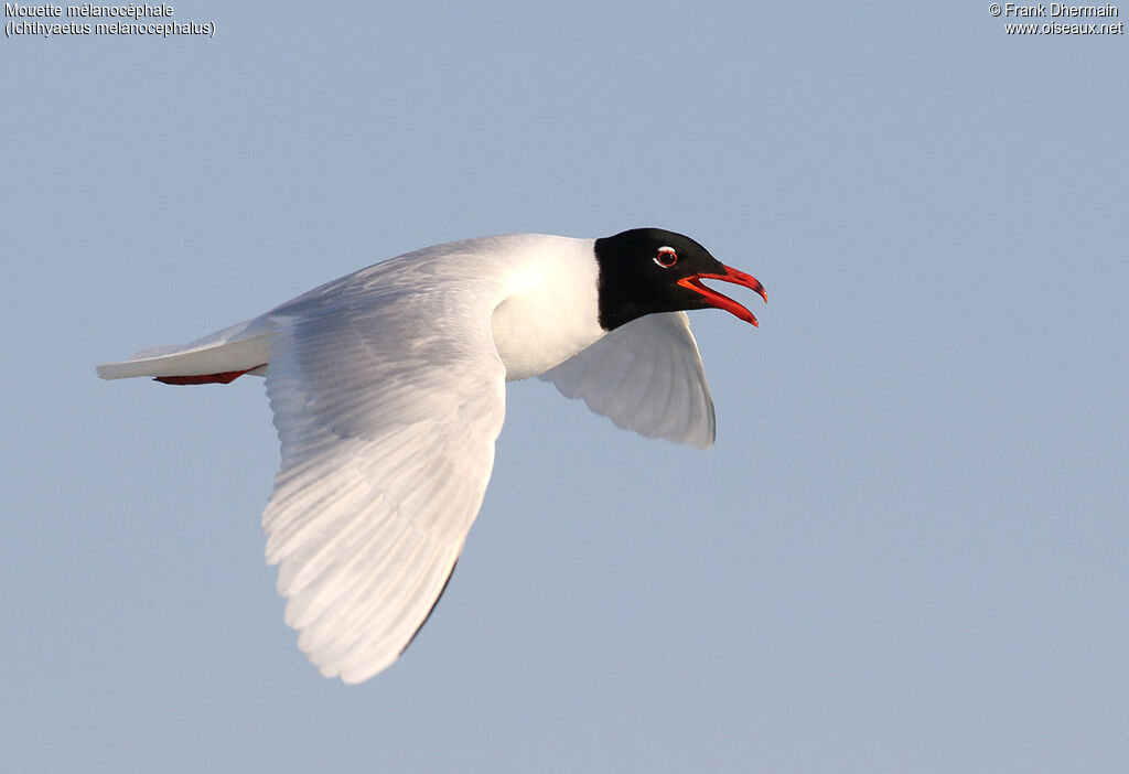 Mediterranean Gulladult breeding, identification