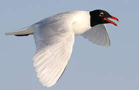 Mediterranean Gull