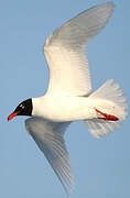 Mediterranean Gull