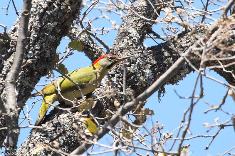 Levaillant's Woodpecker male adult breeding, identification