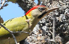 Levaillant's Woodpecker