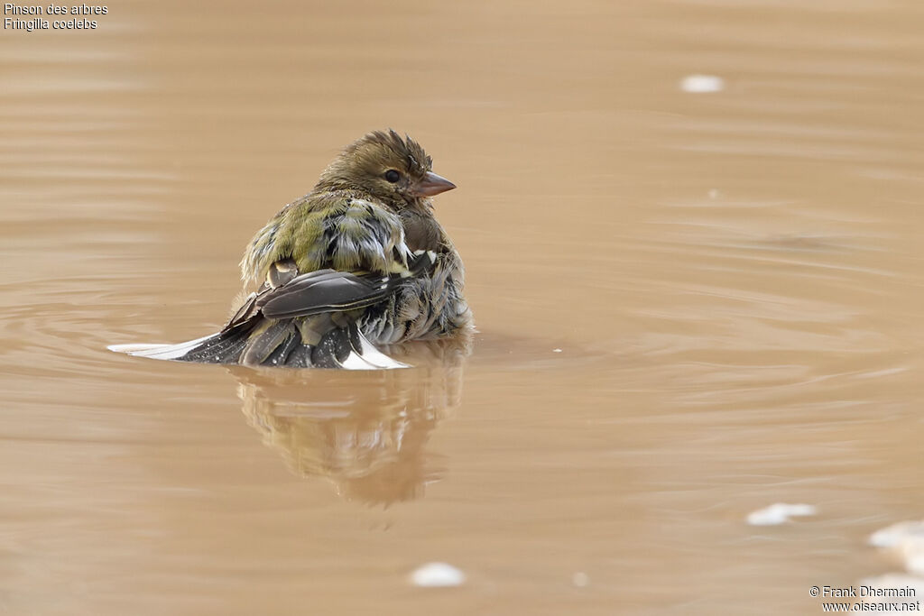 Eurasian Chaffinch female adult, Behaviour