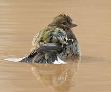 Eurasian Chaffinch