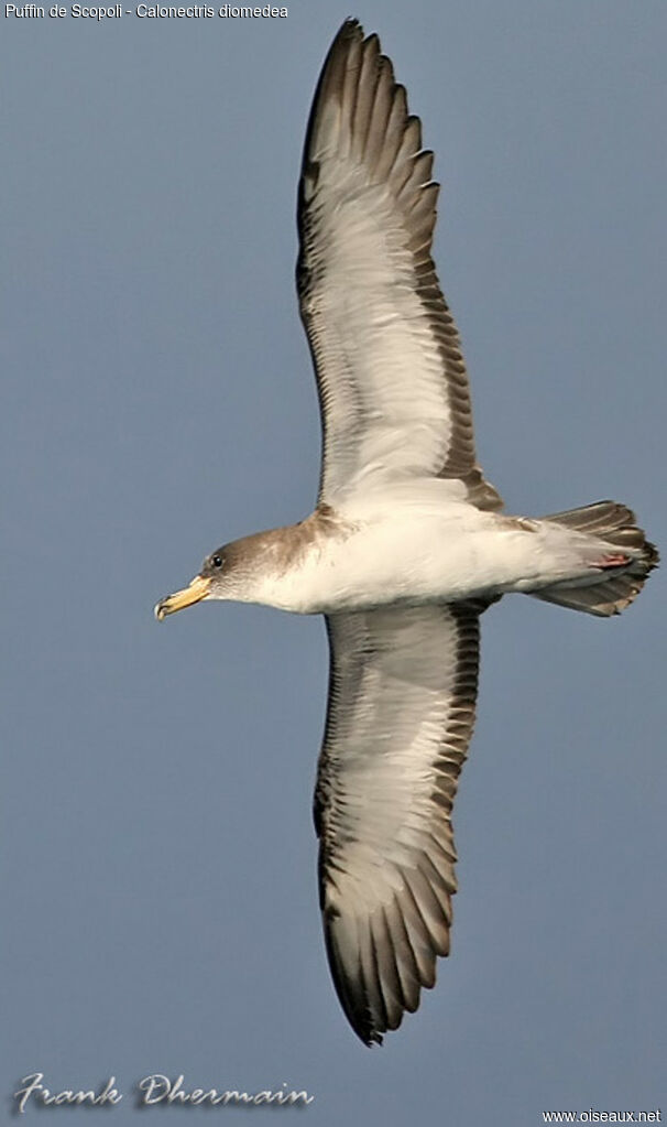 Scopoli's Shearwateradult, identification