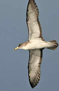 Scopoli's Shearwater