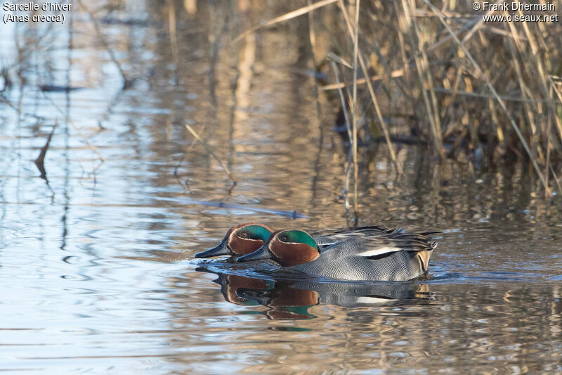 Eurasian Teal male adult, swimming, courting display