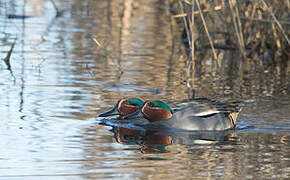 Eurasian Teal