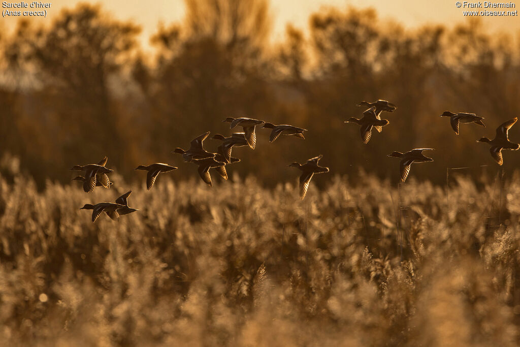 Eurasian Teal, Flight