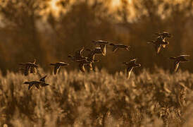 Eurasian Teal