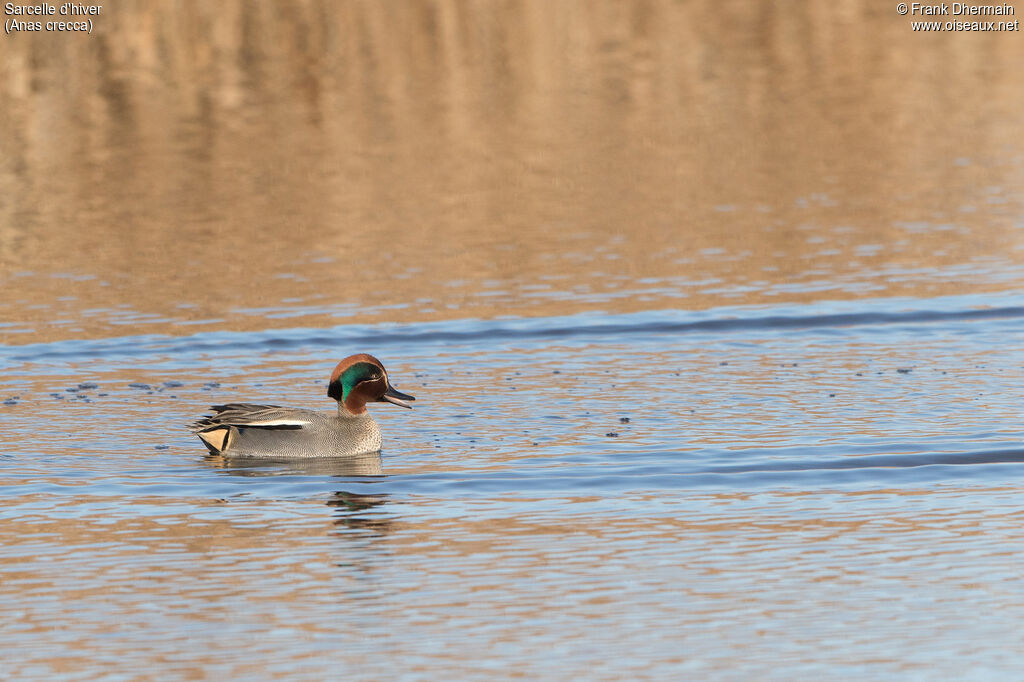 Eurasian Teal male adult breeding, swimming, courting display