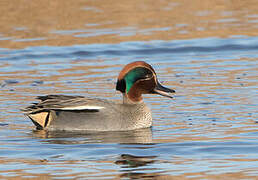 Eurasian Teal