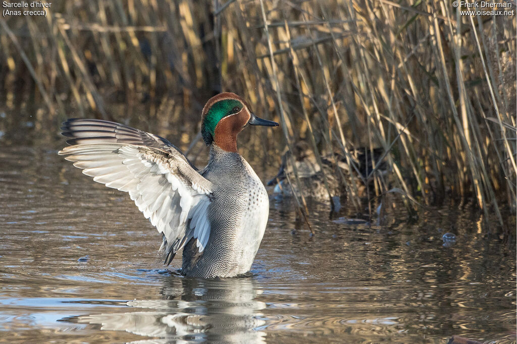 Eurasian Teal male adult breeding