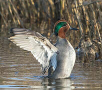 Eurasian Teal