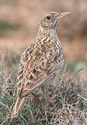 Dupont's Lark