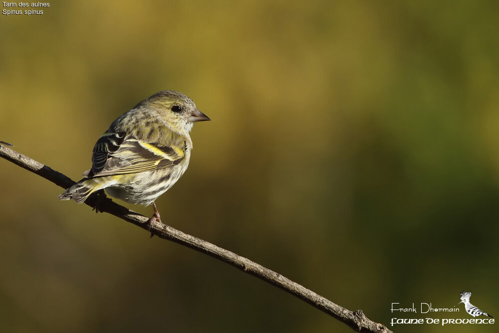 Eurasian Siskin female adult