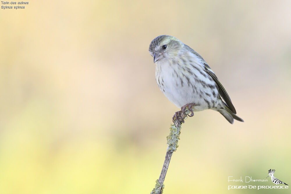 Eurasian Siskin female