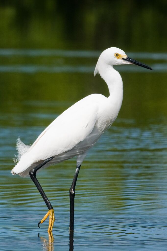 Snowy Egret