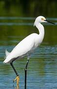 Snowy Egret