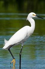 Aigrette neigeuse