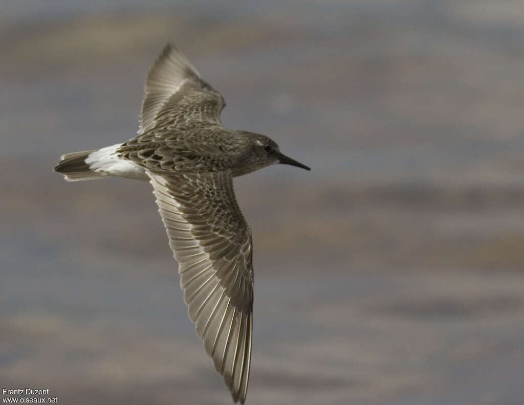 White-rumped Sandpiper, Flight