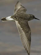 White-rumped Sandpiper