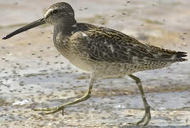 Short-billed Dowitcher