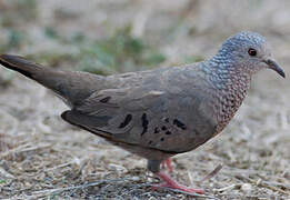 Common Ground Dove