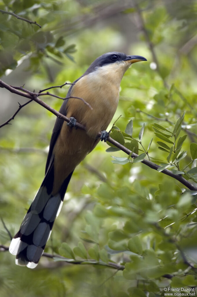 Mangrove Cuckoo