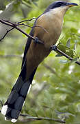 Mangrove Cuckoo