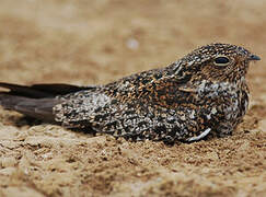 Antillean Nighthawk