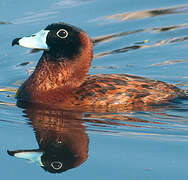 Masked Duck