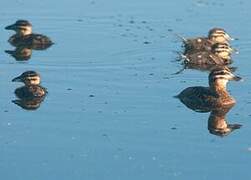 Masked Duck