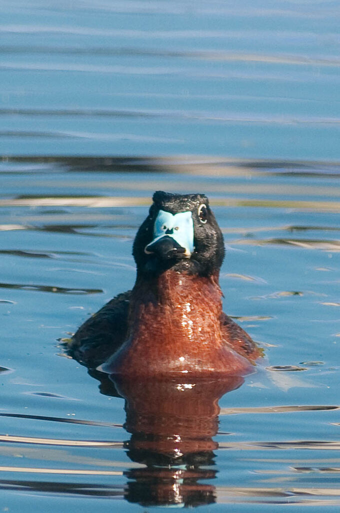 Masked Duck male adult